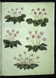 Cyclamen purpurascens (echte alpenviool); Cyclamen hederifolium (klimopbladige alpenviool) door Hans Simon Holtzbecker