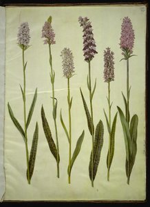 Dactylorhiza maculata (gevlekte orchis) door Hans Simon Holtzbecker