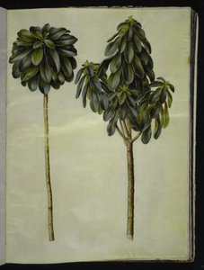 Daphne laureola (laurier-daphne) door Hans Simon Holtzbecker