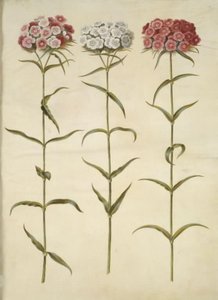 Dianthus barbatus (studenten-anjer)