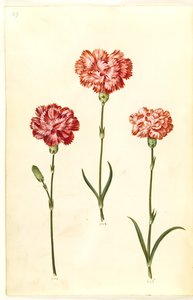 Dianthus caryophyllus (tuinanjer)