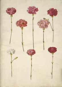Dianthus caryophyllus (tuinanjer) door Hans Simon Holtzbecker