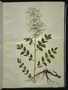 Dictamnus albus (witte dictam) door Hans Simon Holtzbecker