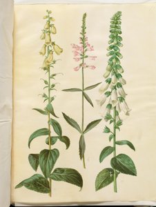 Digitalis grandiflora (grootbloemige vingerhoedskruid); Physostegia virginiana (draaiende bloem); Digitalis purpurea (gewone vingerhoedskruid) door Hans Simon Holtzbecker