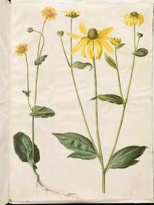 Doronicum pardalianches (hartbladige gemserod); Rudbeckia laciniata (ingesneden zonnehoed)