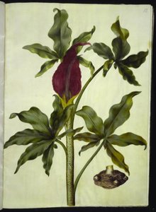 Dracunculus vulgaris (gewone drakenwortel) door Hans Simon Holtzbecker
