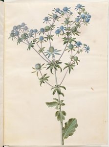 Eryngium planum
