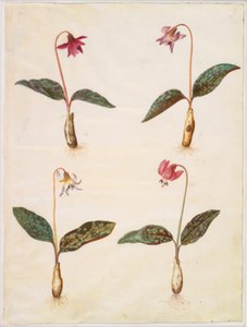 Erythronium dens-canis (echte hondentand) door Hans Simon Holtzbecker