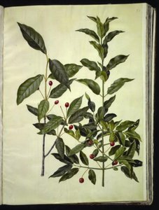 Euonymus latifolius (breedbladige kardinaalsmuts); Euonymus europaeus (gewone kardinaalsmuts) door Hans Simon Holtzbecker