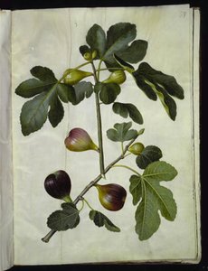 Ficus carica (gewone vijg)