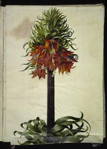Fritillaria imperialis (keizerskroon)
