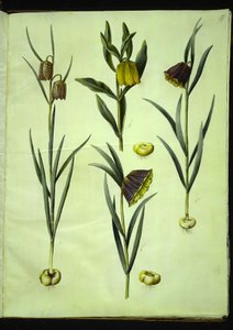 Fritillaria meleagris (gewone kievitsbloem); Fritillaria aurea of Fritillaria tubiformis & moggridgei (kievitsbloem); Fritillaria montana door Hans Simon Holtzbecker