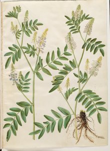 Galega officinalis (medicinale streepbel) door Hans Simon Holtzbecker