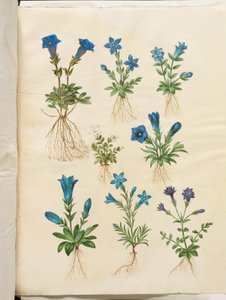 Gentiana acaulis (stengelloze gentiaan); Gentiana verna (voorjaarsgentiaan); Gentiana acaulis (stengelloze gentiaan); Gentiana (soort gentiaan) door Hans Simon Holtzbecker