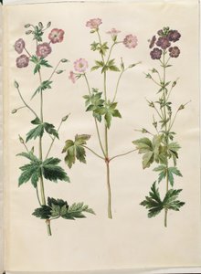 Geranium phaeum (golvende ooievaarsbek); Geranium versicolor (net-ooievaarsbek) door Hans Simon Holtzbecker