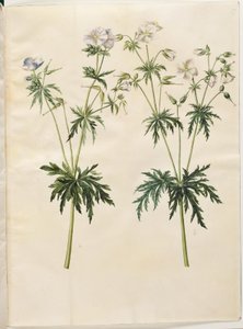 Geranium pratense (weideooievaarsbek)