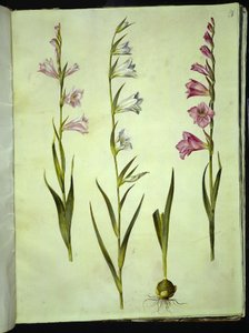 Gladiolus communis (gewone gladiolus) door Hans Simon Holtzbecker