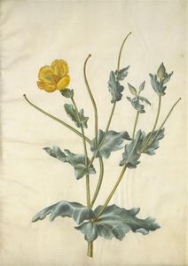 Glaucium flavum (gele hoornpapaver) door Hans Simon Holtzbecker