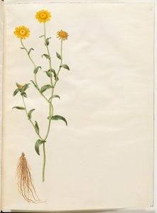 Glebionis segetum (gele ganzenbloem)