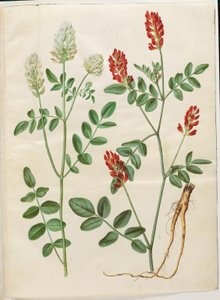 Hedysarum coronarium (rode hanekamklaver)