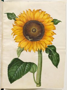 Helianthus annuus (gewone zonnebloem)