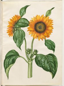 Helianthus annuus (gewone zonnebloem)