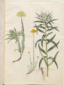 Helichrysum orientale (struik-immortelle); Helichrysum Stoechas (stinkende immortelle); Anaphalis margaritacea (gewone parelmand) door Hans Simon Holtzbecker
