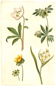 Helleborus niger (gewone kerstroos); Eranthis hyemalis (winterakoniet); Gagea lutea (gewone goudster)