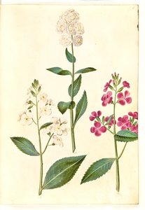 Hesperis matronalis (gewone avondster)