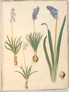 Hyacinthoides non-scripta (gewone boshyacint); Hyacinthoides hispanica (Spaanse boshyacint) door Hans Simon Holtzbecker