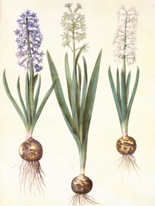 Hyacinthoides orientalis simp et pl door Hans Simon Holtzbecker