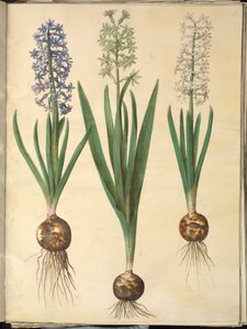 Hyacinthus orientalis (gewone hyacint) door Hans Simon Holtzbecker