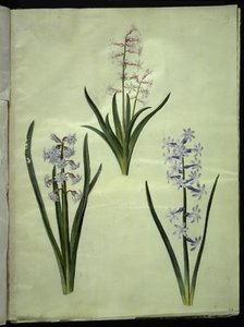 Hyacinthus orientalis (gewone hyacint) door Hans Simon Holtzbecker
