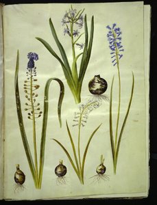 Hyacinthus orientalis (gewone hyacint); Muscari comosum (pluimhyacint); Brimeura amethystina (Pyrenese hyacint) door Hans Simon Holtzbecker