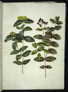 Hypericum androsaemum (bessenst. Janskruid) door Hans Simon Holtzbecker