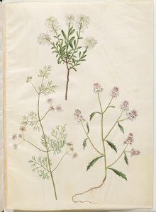 Iberis sempervirens (scheefbloem); Coriandrum sativum (koriander); Iberis amara (bittere scheefbloem)