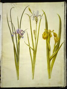 Iris graminea; Iris sibirica; Iris pseudacorus door Hans Simon Holtzbecker