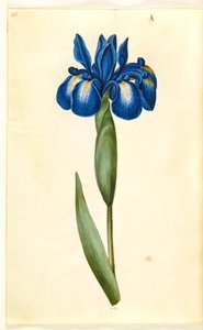 Iris latifolia (Engelse iris)