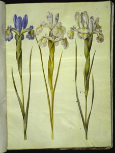 Iris latifolia (Engelse iris) door Hans Simon Holtzbecker