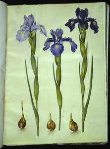 Iris latifolia (Engelse iris) door Hans Simon Holtzbecker