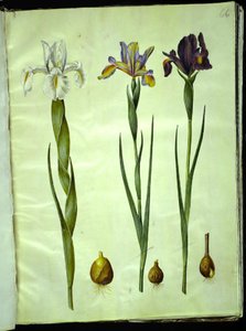 Iris latifolia (Engelse iris); Iris xiphium (Spaanse iris) door Hans Simon Holtzbecker