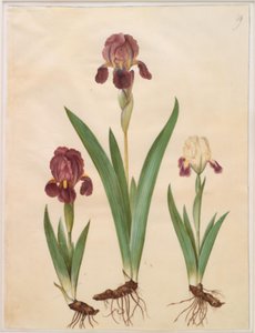 Iris ×lurida (iris-hybride) door Hans Simon Holtzbecker