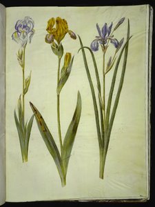 Iris pallida; Iris variegata; Iris sibirica door Hans Simon Holtzbecker