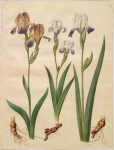 Iris ×sambucina (vlier-iris); Iris ×amoena (iris-hybride) door Hans Simon Holtzbecker