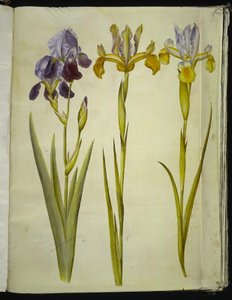 Iris ×sambucina (vlier-iris); Iris latifolia (Engelse iris) door Hans Simon Holtzbecker
