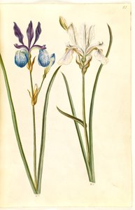 Iris sibirica (Siberische iris) door Hans Simon Holtzbecker