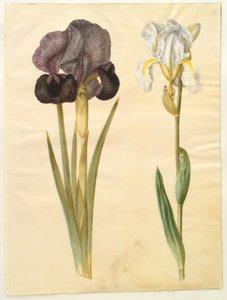 Iris susiana (rouwiris); Iris ×florentina (violetwortel) door Hans Simon Holtzbecker
