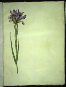 Iris xiphium (Spaanse iris) door Hans Simon Holtzbecker