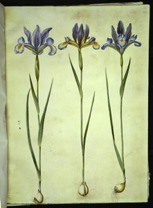 Iris xiphium (Spaanse iris) door Hans Simon Holtzbecker