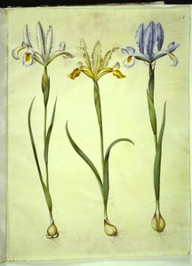 Iris xiphium (Spaanse iris) of Iris latifolia (Engelse iris); Iris xiphium (Spaanse iris) door Hans Simon Holtzbecker
